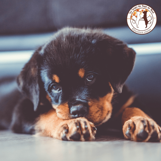 Comment apprendre la marche en laisse à un chiot ?