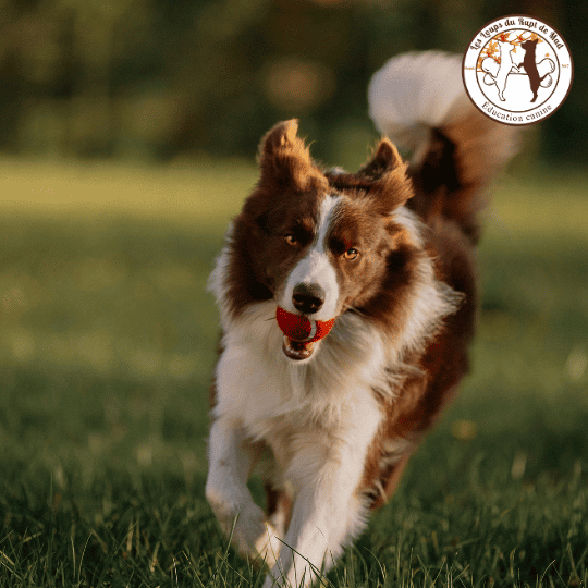 Chien réactif : Balade plaisir / Balade travail