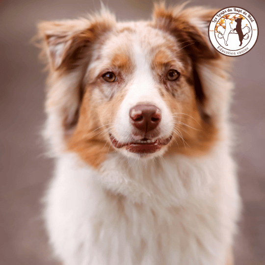 Chien agressif : Pourquoi et comment ?