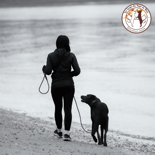 Mon chien tire en laisse : pourquoi et comment réagir ?