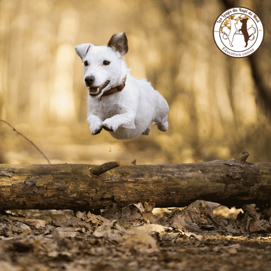 Chien réactif : les erreurs à éviter