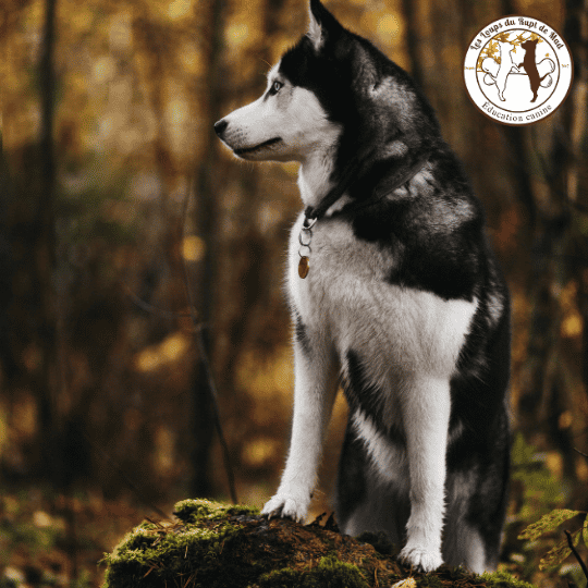 Éduquer son chien sans friandise