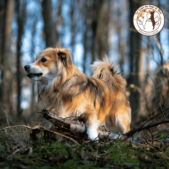 Mon chien sait-il ce que je ressens ?