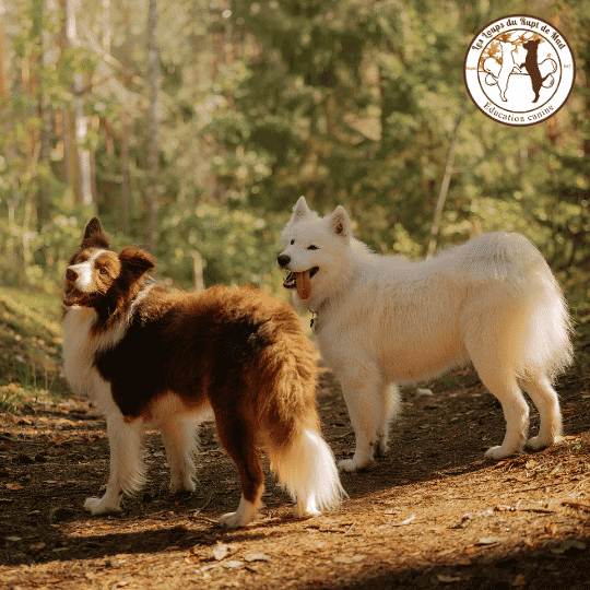 Astuce pour chien stressé