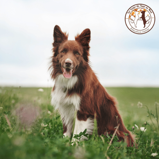 Chien de berger réactif